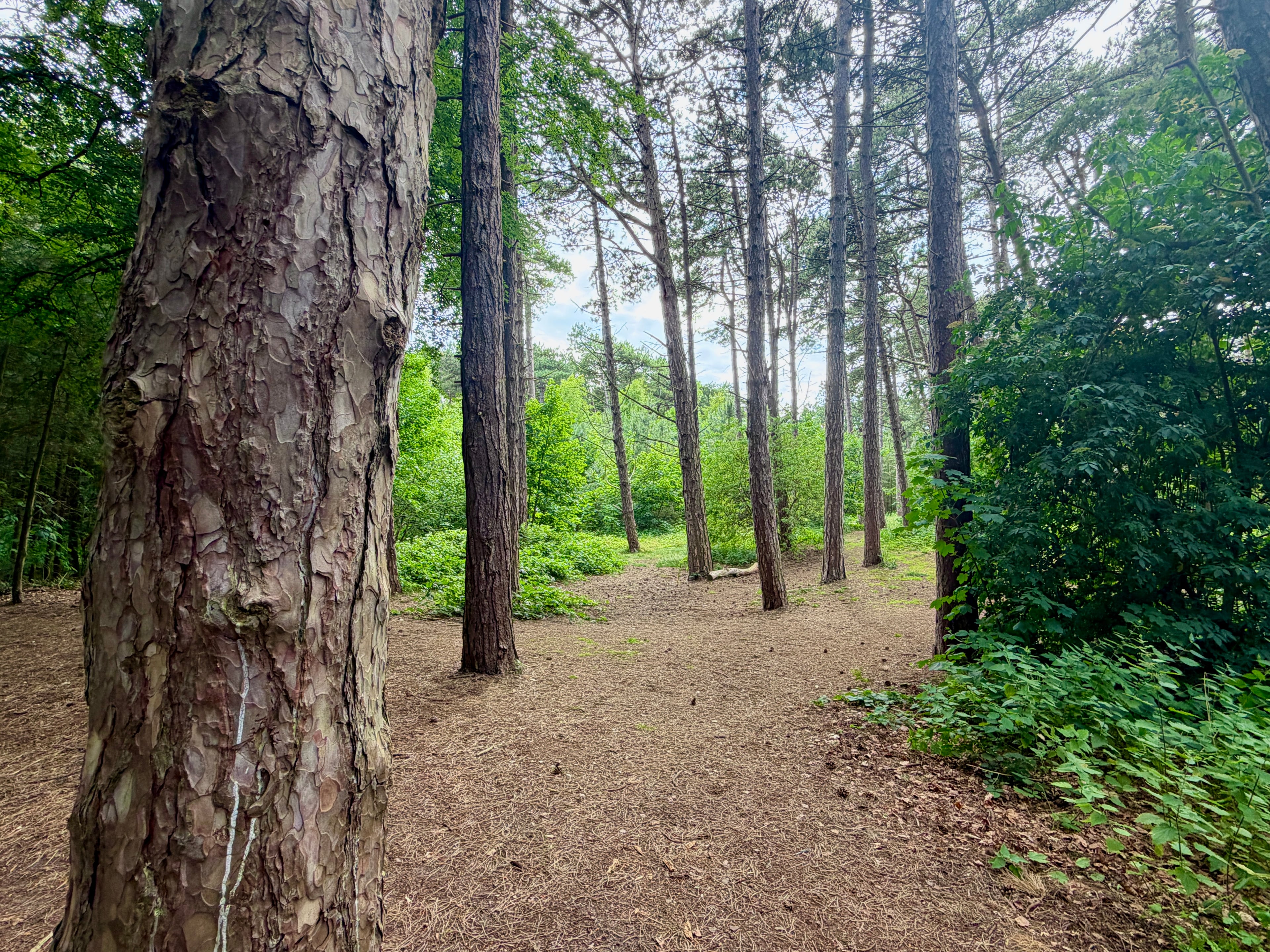 Formby