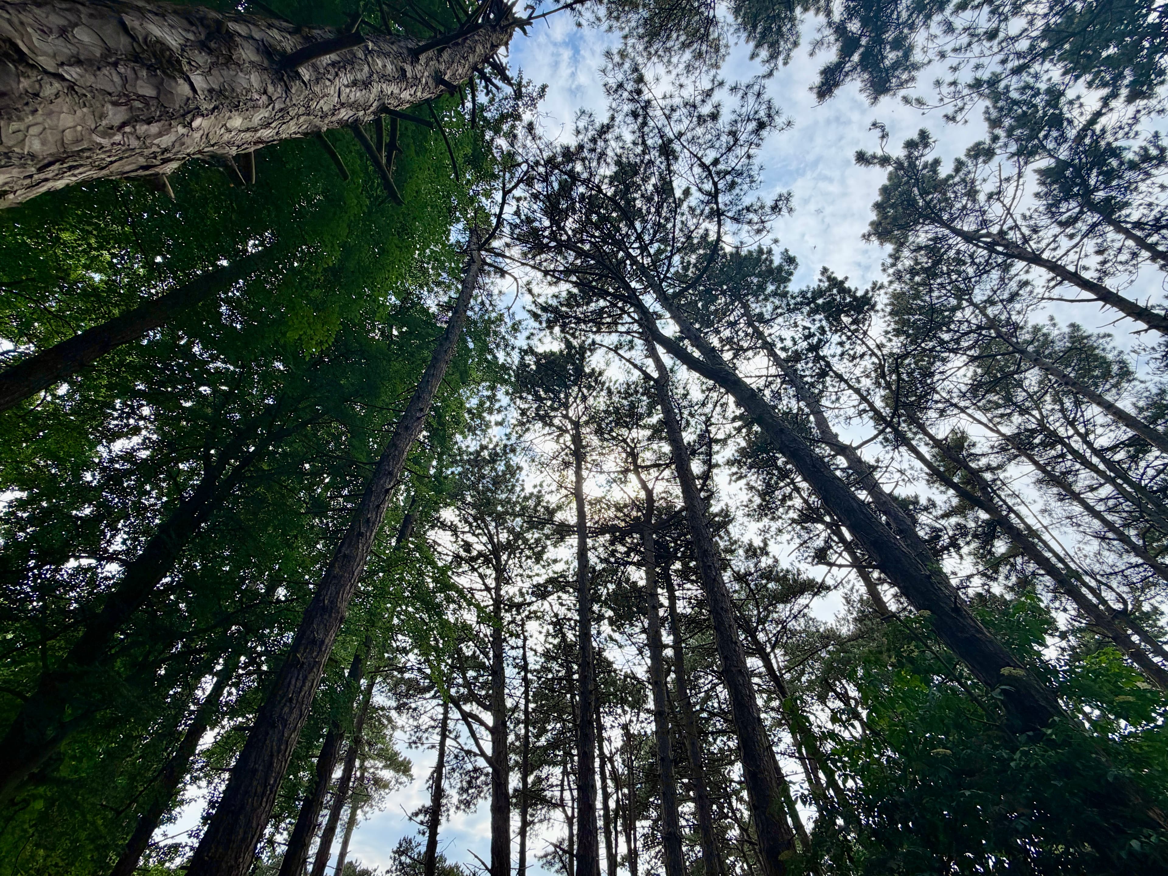 Formby Pinewoods